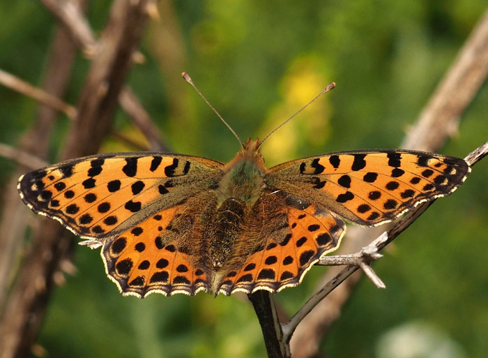Kleiner Perlmutterfalter, Issoria lathonia